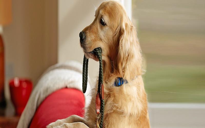 The Ultimate Guide to China Slip Dog Leashes at PetSmart What They Are and Why You Need One